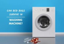 can bed bugs survive washing machine