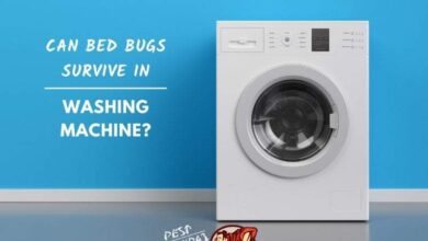 can bed bugs survive washing machine