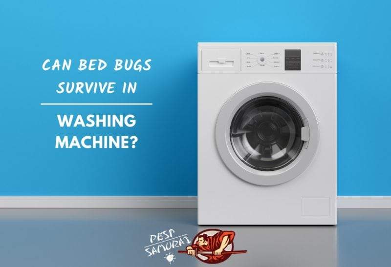 can bed bugs survive washing machine